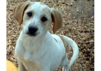 Spangles