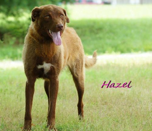 Hazel