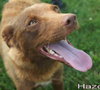 Hazel