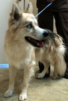 Buddy