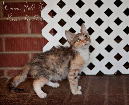 Fifi