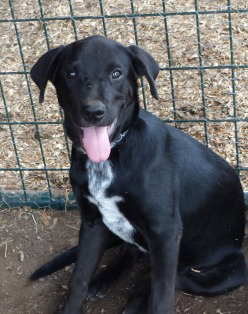 Arne