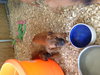 Courtesy Posting (3 Male / 2 Female)