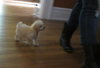 Scrappy