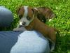 Jackson
