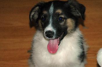Arty (JK) (adoption pending)