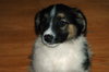 Arty (JK) (adoption pending)