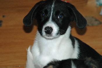 Bongo (JK)   adopted