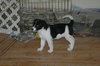 Bongo (JK)   adopted