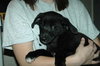 Dibble (JK) (adoption pending)