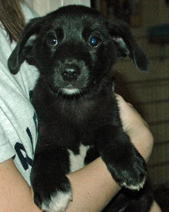 Dibble (JK) (adoption pending)