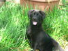 Jed
