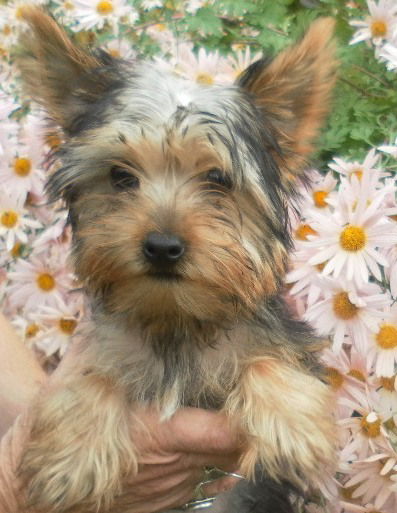 Chester