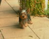 Chester
