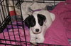 Dottie
