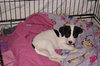 Dottie