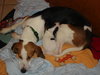 Dottie