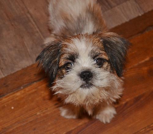 Maxwell