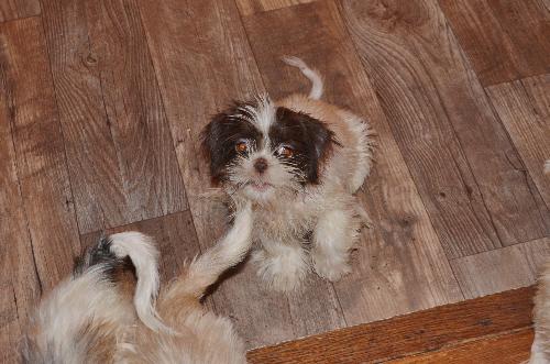 Mitsy