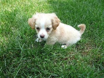 Lucy
