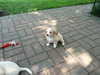 Lucy