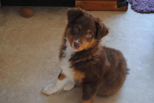 Brutus