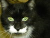 Sylvester
