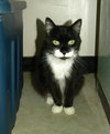 Sylvester