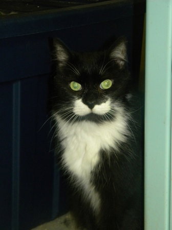 Sylvester