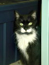 Sylvester
