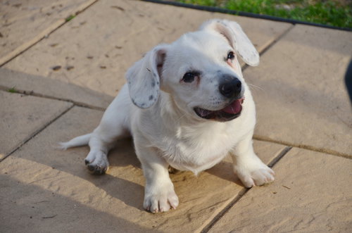 Milo