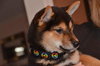Bruno