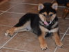 Bruno