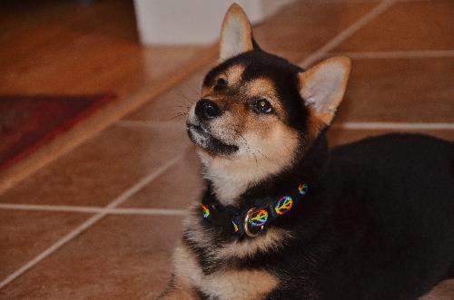 Bruno