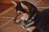 Bruno