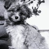 Martie
