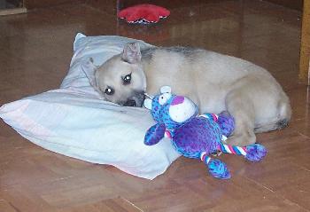 Hooch (JK)-adoption pending