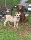 Hooch (JK)-adoption pending