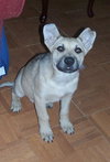 Hooch (JK)-adoption pending