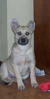 Hooch (JK)-adoption pending