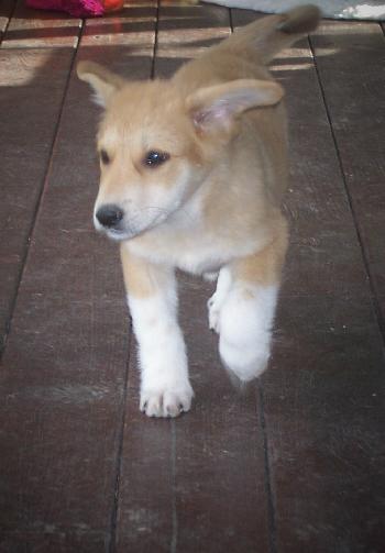 Haley (JK)(adoption pending)