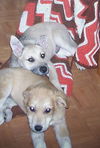 Haley (JK)(adoption pending)