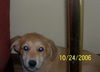 Haley (JK)(adoption pending)