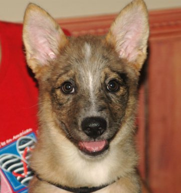Maverick