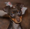 Phoebe