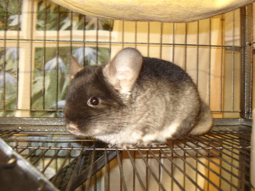 Levi