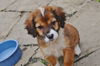Petunia