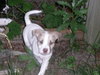 Summer - Princess's Puppy