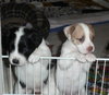 Summer - Princess's Puppy