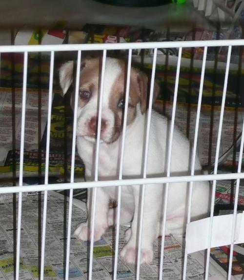 Summer - Princess's Puppy